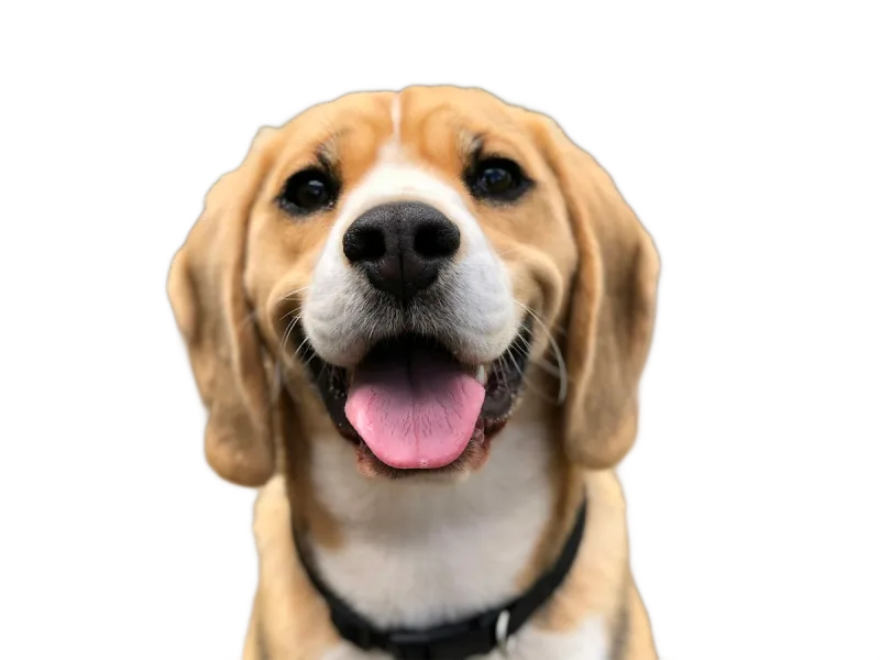 Remove BG example: Animals with background removed