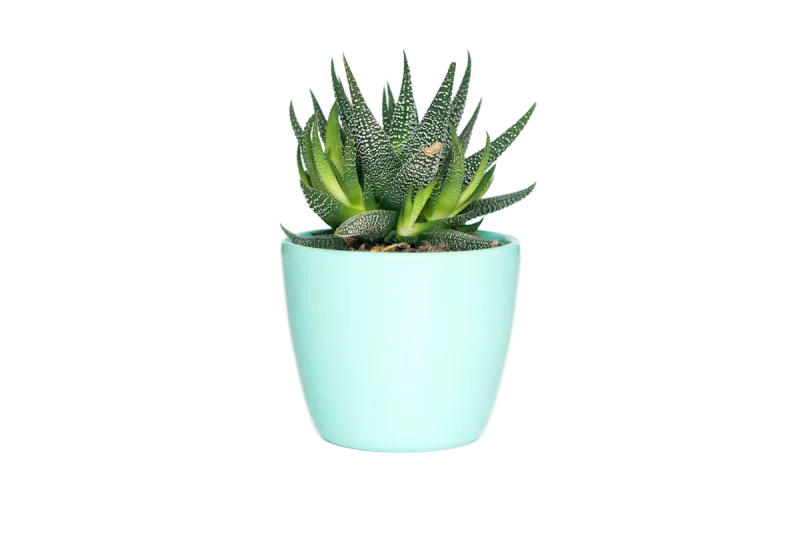 Remove BG example: Objects with background removed